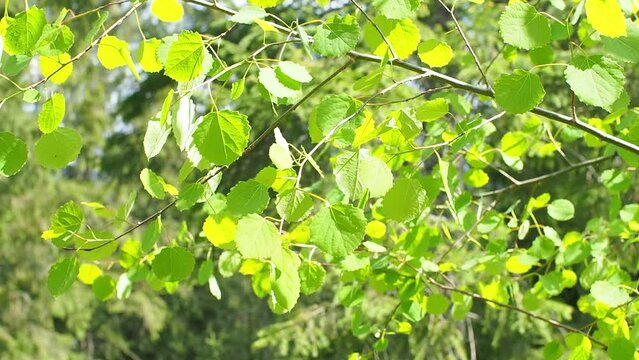 Forest footage. Soft plant branches sparkling in sunrise backlight. Plant background with green leaves. Leaves of Populus tremula, commonly called aspen movement in the wind, against the light.