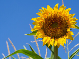 Naklejka premium Bright yellow blooming sunflower flower close-up against the blue sky, bottom view