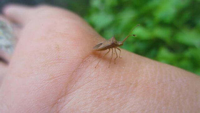 Plant pests that perch on a person's hand. Bed bugs, Leptocorisa oratorius Fabricius, family of the order Himiptera