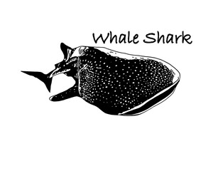 Whale Shark silhouette illustration	
