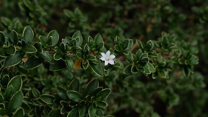 white flower wild outdoor blossom tiny leaves