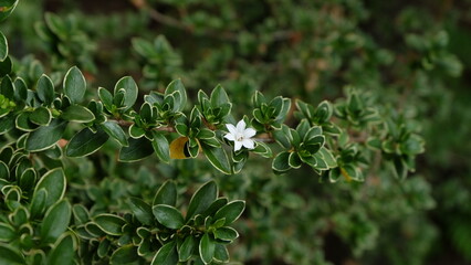 white flower wild outdoor blossom tiny leaves
