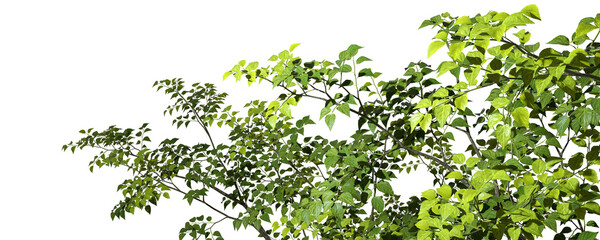 Foreground tropic tree branch cutout backgrounds 3d render png