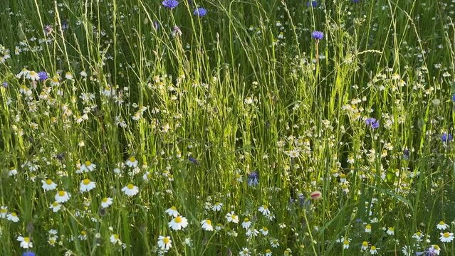 Impressionen einer sommerlichen Wiese, Sommerwiese, Blumenwiese mit vielen blauen Blumen, Kornblumen, Glockenblume, Centaurea cyanus. Querformat 