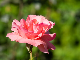 An amazing open flower bud of a pale pink rose in the sunlight against the background of greenery in the garden. Elegant blooming flower rose