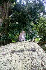 A curious long-tailed macaque sits atop a rock, his gaze fixed intently on his surroundings, making for an engaging and charismatic subject that captures the essence of nature's beauty and wonder