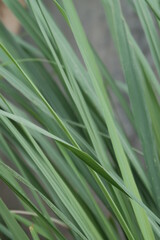 lemon green grass background closed up in backyard