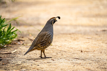 Male California quail (Callipepla californica) walking in the park. 