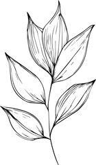 leaf coloring page and books, monochrome vector sketch, botanical leaf sketch, botanical vector, botanical background with natural leaf collection, illustration pencil art botanical, botanical leaf.
