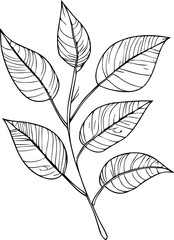 botanical line drawing leaves, botanical line art. wildflower botanical line art, vintage botanical line drawing, botanical illustration botanical line drawing, simple botanical line drawing,