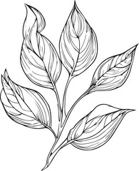 Botanical element, botanical line drawing, vintage botanical coloring pages, botanical elements, botanical flower illustration, botanical illustration black and white
