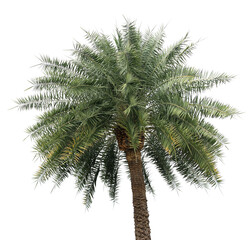 Fototapeta na wymiar palm tree on transparent background png file