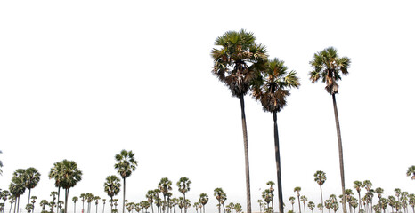 Asian Palmyra palm, Toddy palm, Sugar palm, on transparent background png file