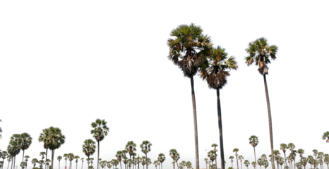 Asian Palmyra palm, Toddy palm, Sugar palm, on transparent background png file