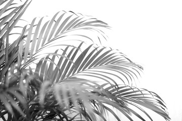 tropical branch black palm leaf with shadow on transparent background png file