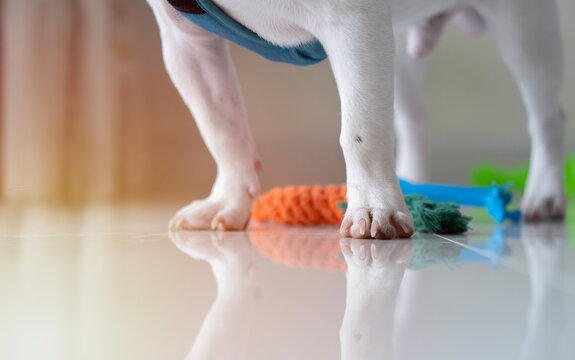 Cropped image of Adorable dog legs and cotton dog toys, Selective focus.
