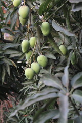 Mango harvesting in a farm, unripe green mangoes hanging on tree, Green sweet and tangy mangoes