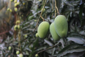 Mango harvesting in a farm, unripe green mangoes hanging on tree, Green sweet and tangy mangoes