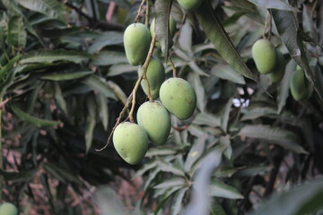 Mango harvesting in a farm, unripe green mangoes hanging on tree, Green sweet and tangy mangoes