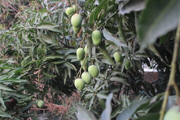Mango harvesting in a farm, unripe green mangoes hanging on tree, Green sweet and tangy mangoes