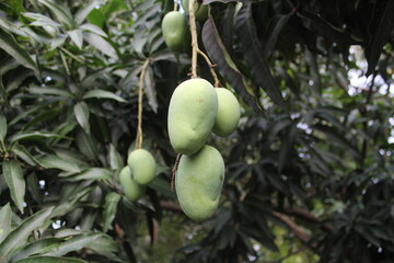 Mango harvesting in a farm, unripe green mangoes hanging on tree, Green sweet and tangy mangoes