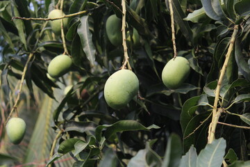 Mango harvesting in a farm, unripe green mangoes hanging on tree, Green sweet and tangy mangoes