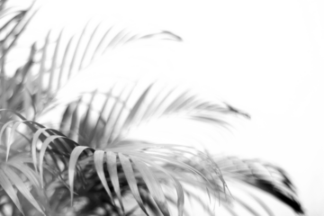 tropical branch black palm leaf with shadow on transparent background png file