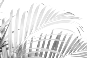 tropical branch black palm leaf with shadow on transparent background png file