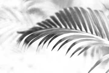 tropical branch black palm leaf with shadow on transparent background png file