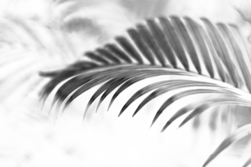tropical branch black palm leaf with shadow on transparent background png file