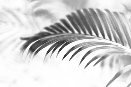 tropical branch black palm leaf with shadow on transparent background png file