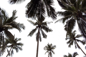 branch palm leaf trees on the cloud blue sky with beautiful sunset background