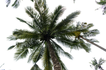 branch palm leaf trees on the cloud blue sky with beautiful sunset background