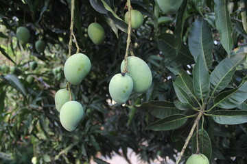 A bunch of green mangoes hanging on tree, Unripe green mangoes on garden, mango cultivation in rural villages