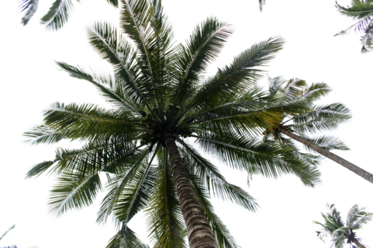 branch palm leaf trees on the cloud blue sky with beautiful sunset background