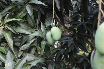 A bunch of green mangoes hanging on tree, Unripe green mangoes on garden, mango cultivation in rural villages