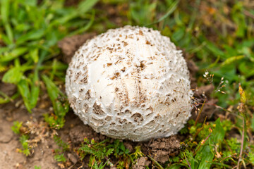 Close-up of Scleroderma citrinum in the forest.