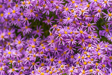 Close-up of Aster x frikartii 'Monch'