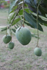A bunch of fresh green mangoes on a tree branch, Unripe mangoes hanging on a prolific species mango tree