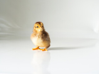 Small brown chicken on white with space for text. Adorable little chick for design decorative theme. Newborn poultry brown chicken beak on light background. Easter, farm concept. Selective focus.