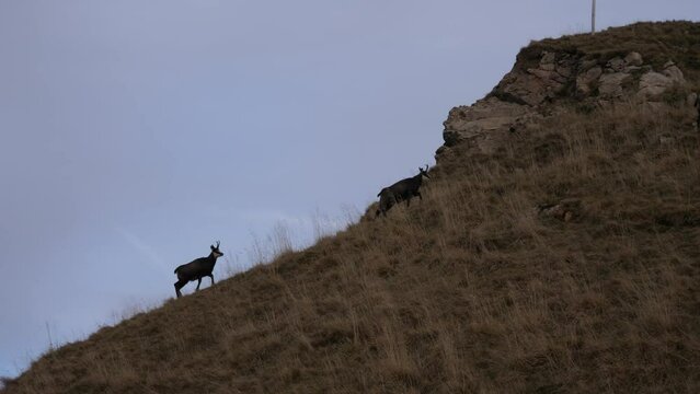 Herd of Alpine chamois climbing in Lessini mountain in Veneto