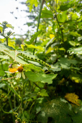Vibrant green caterpillar illuminated by the soft rays of gentle sunlight, gracefully resting on lush and verdant leaves