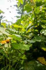 Naklejka premium Vibrant green caterpillar illuminated by the soft rays of gentle sunlight, gracefully resting on lush and verdant leaves