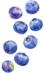 ブルーベリーの水彩画イラスト　縦長に配置されたたくさんの実