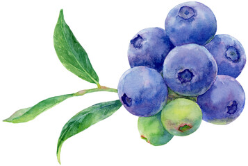 ブルーベリーの水彩画イラスト　たくさんの実がついた枝