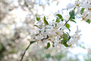Blossoming apple tree background