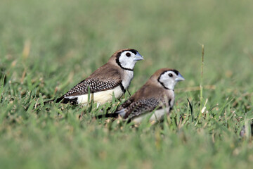Double-barred finches bird standing on green grass