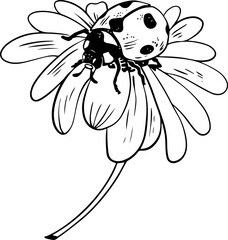 Single sketch style ladybug on daisy flower illustration black lineart isolated on white background