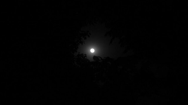 A silhouette of leaves with out of focus full moon in the background at night.
