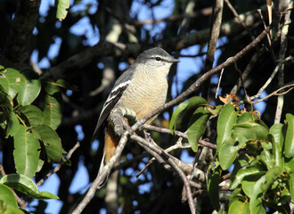 Varied triller bird sitting on a tree branch